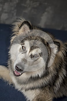 Smiling Alaskan Malamute on a blue couch