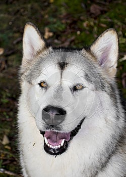 Smiling Alaskan malamute dog with brown eyes