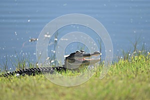 Smiling Gator On Land