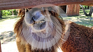 Smiling alpaca. Funny animals