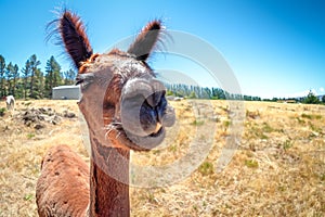 A smiling Alpaca in New Zealand. The image is funny and humorous