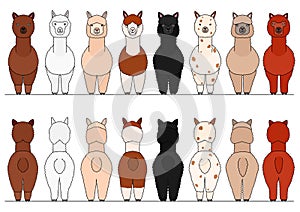 Smiling alpacas border set, front and back photo