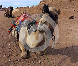 Smiling ÃÂamel