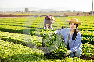 Smiling asian girl farmer holding box with harvested green lettuce on field