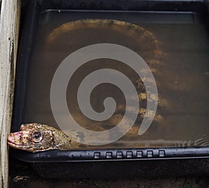 Smiling Asian Water Monitor Lizard enjoying a bath