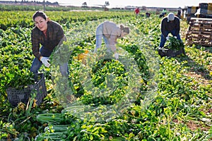 Smiling Asian woman vegetable grower picking crop of celery on farm field