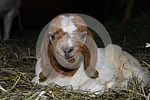 Smiling baby goat