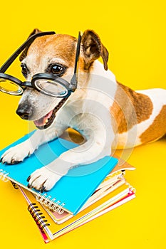 Smiling back to school dog. Funny pet and bright colors. Yellow background and blue books