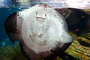 Smiling Batoidea under water. Batoidea is a superorder of cartilaginous fishes commonly known as rays