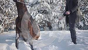 Smiling bearded man playing with his brown thoroughbred horse near fir trees. Beautiful horse swinging in the snow
