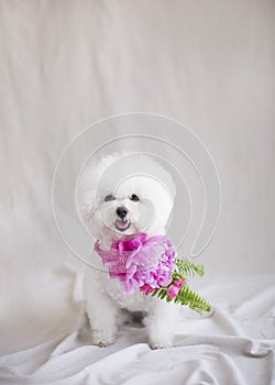 Smiling Bichon with big pink peony flower wreath around her neck is ready for the party or wedding