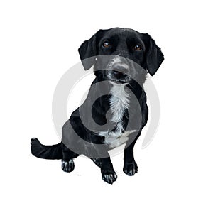 Smiling black dog with white chest,brown eyes. Cute dog portrait isolated on white background