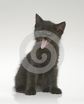 Smiling black kitten