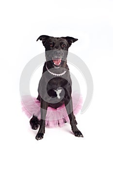 Smiling Black Mixed-Breed Dog in Pink Tutu and Pea