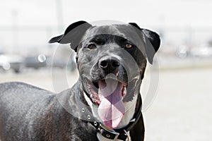 Smiling black pitbull posing for a natural portrait