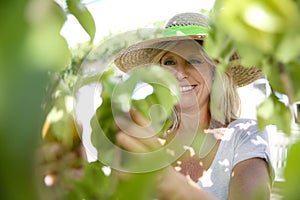 Smiling blond woman picking fruits