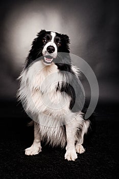 Smiling border collie