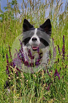 Smiling Border Collie Sitting Behind Lavender