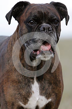 Smiling boxer dog