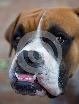 Smiling Boxer Dog