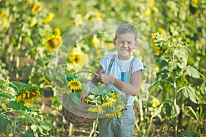 A smiling boy with a basket of sunflowers. Smiling boy with sunflower. A cute smiling boy in a field of sunflowers.