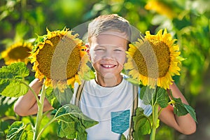 A smiling boy with a basket of sunflowers. Smiling boy with sunflower. A cute smiling boy in a field of sunflowers.