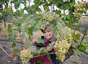 The smiling boy hid behind a vine of ripe grapes