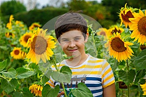 Smiling boy stands in sunflower flowers , in summer, in park