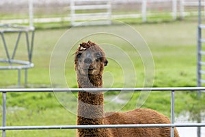 Smiling brown Alpaca peering over metal fence