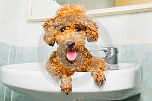 Smiling brown poodle puppy getting ready for bath in basin