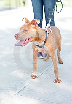 Smiling Brown and white American PitBull terrier