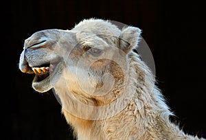 Smiling camel photo