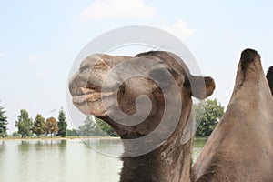 The smiling camel