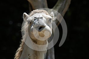 Smiling Camel