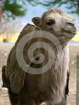 Smiling camel