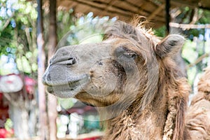 Smiling camel