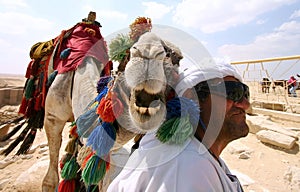 Smiling camel