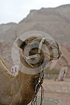 Smiling Camel