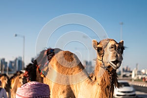 Smiling camel on city street