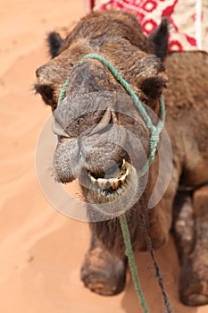 Smiling Camel in desert