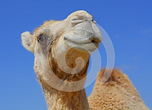 Smiling camel looking in lens