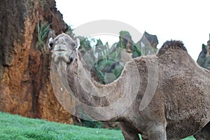 Smiling camel