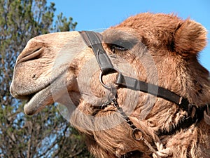 Smiling camel ready for a ride