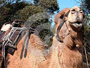 Smiling camel ready for a ride