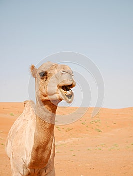 Smiling camel in Wahiba desert, Oman