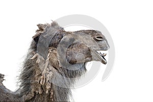 Smiling camel on a white background. Camel head close up, side view. The camel opened its mouth and showed its teeth