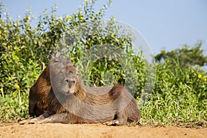 Smiling Capybara Relaxing by Bushes