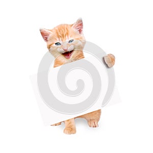 Smiling cat with banner isolated