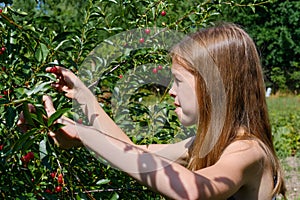 A smiling Caucasian girl picks a ripe cherry berry from a tree in the garden on a sunny day. Harvesting ripe cherries.