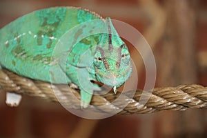 Smiling Chameleon on a Rope at Cheyenne Mountain Zoo